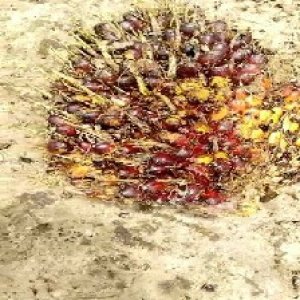 ripe_train (103).jpg