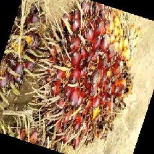 ripe_train (1034).jpg