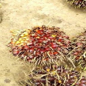 ripe_train (1037).jpg