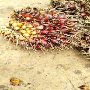 ripe_train (1041).jpg