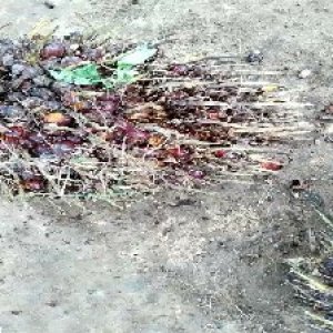 ripe_train (1101).jpg