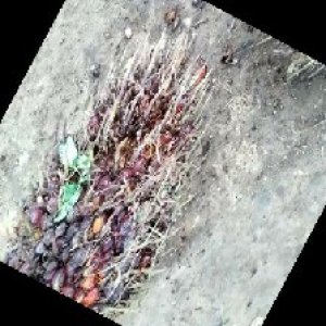 ripe_train (1105).jpg