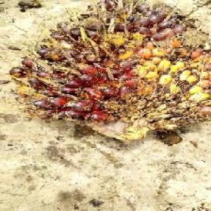 ripe_train (111).jpg