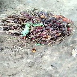 ripe_train (1110).jpg