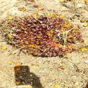 ripe_train (1114).jpg