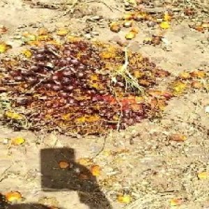 ripe_train (1117).jpg