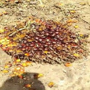 ripe_train (1123).jpg