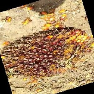 ripe_train (1124).jpg