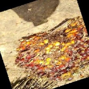 ripe_train (1132).jpg