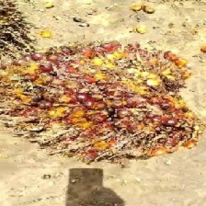 ripe_train (1134).jpg