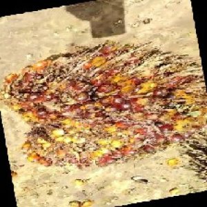 ripe_train (1135).jpg