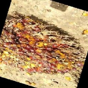 ripe_train (1137).jpg