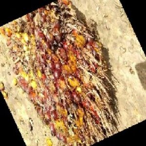 ripe_train (1139).jpg