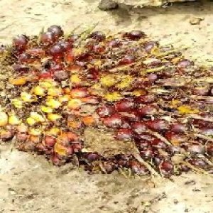 ripe_train (114).jpg