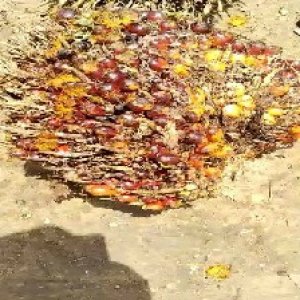 ripe_train (1140).jpg