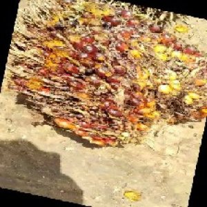 ripe_train (1141).jpg