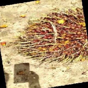 ripe_train (1144).jpg