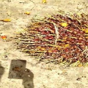 ripe_train (1145).jpg