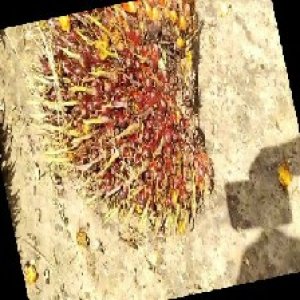 ripe_train (1148).jpg