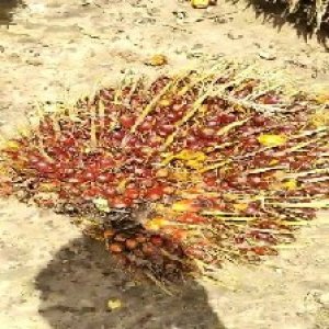 ripe_train (1150).jpg