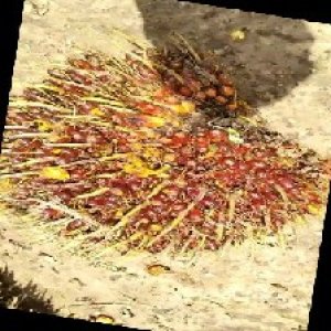 ripe_train (1151).jpg