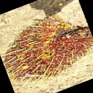 ripe_train (1152).jpg