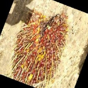 ripe_train (1155).jpg