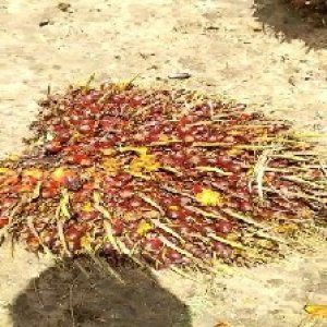 ripe_train (1156).jpg