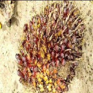 ripe_train (116).jpg