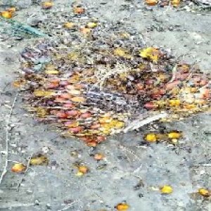 ripe_train (1162).jpg