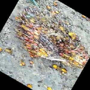 ripe_train (1163).jpg