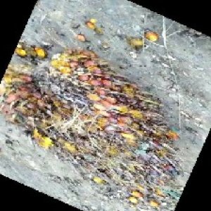 ripe_train (1164).jpg