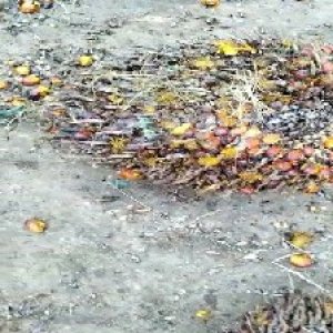 ripe_train (1167).jpg