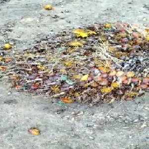 ripe_train (1168).jpg