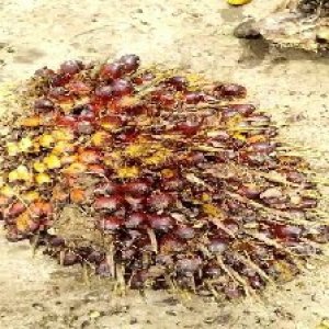 ripe_train (117).jpg