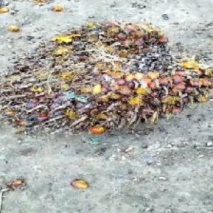 ripe_train (1172).jpg