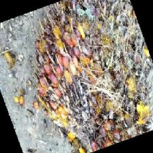 ripe_train (1174).jpg