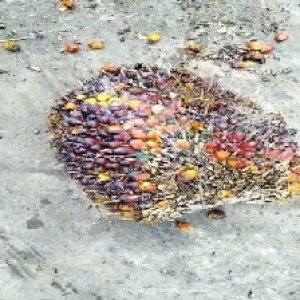 ripe_train (1178).jpg