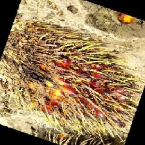 ripe_train (118).jpg