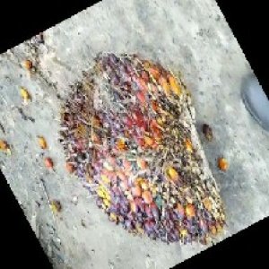 ripe_train (1180).jpg