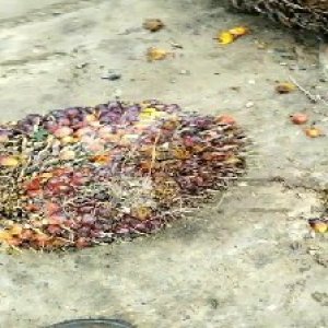 ripe_train (1182).jpg