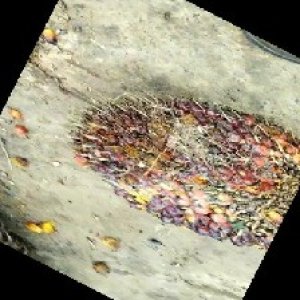 ripe_train (1183).jpg