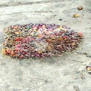 ripe_train (1185).jpg