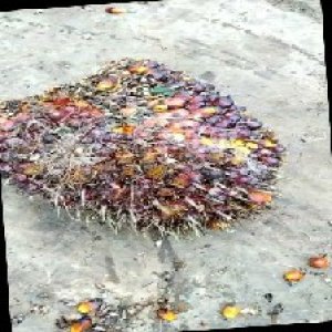 ripe_train (1186).jpg