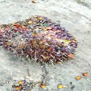 ripe_train (1187).jpg