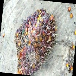 ripe_train (1189).jpg