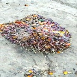 ripe_train (1190).jpg