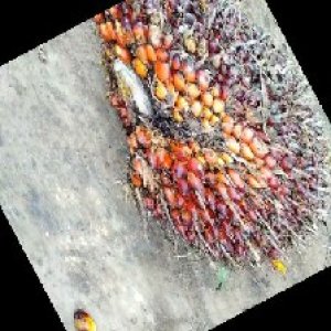 ripe_train (1198).jpg