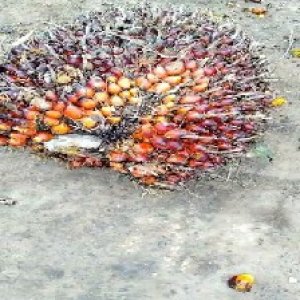 ripe_train (1199).jpg