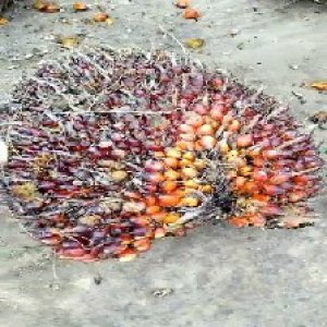 ripe_train (1201).jpg